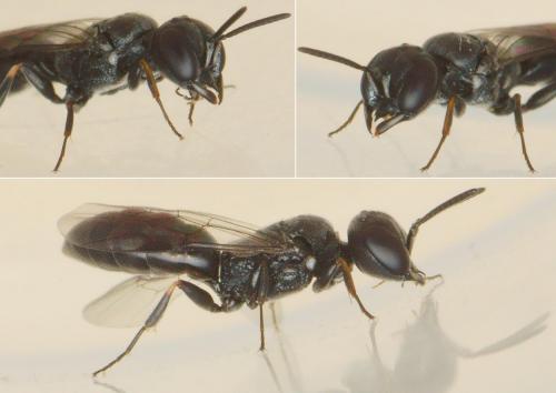 Passaloecus sp.